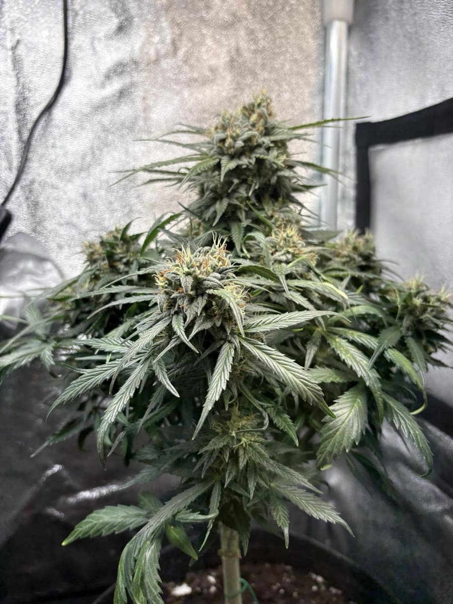 Auto Mimosa Punch