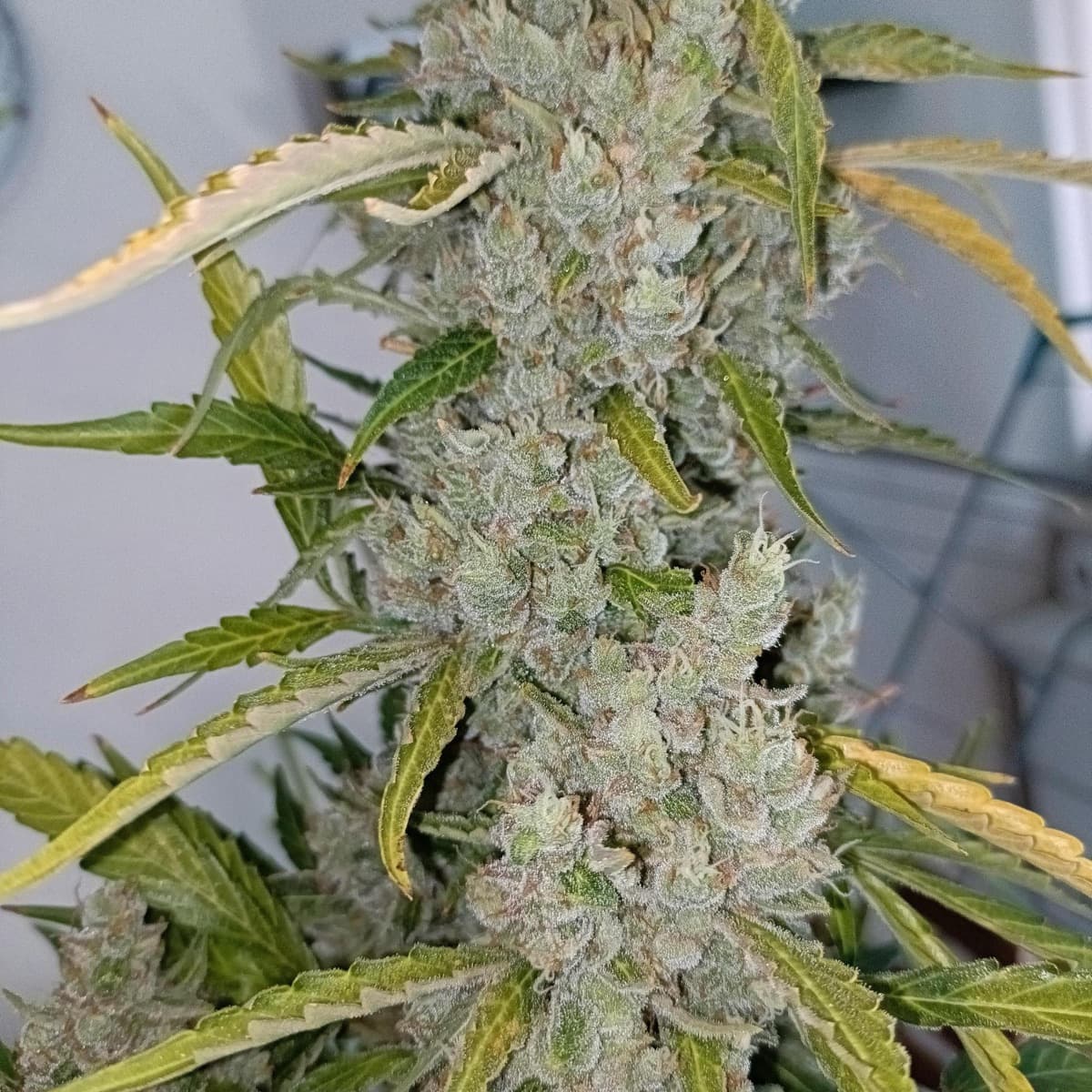 Auto Northern Dragon Fuel