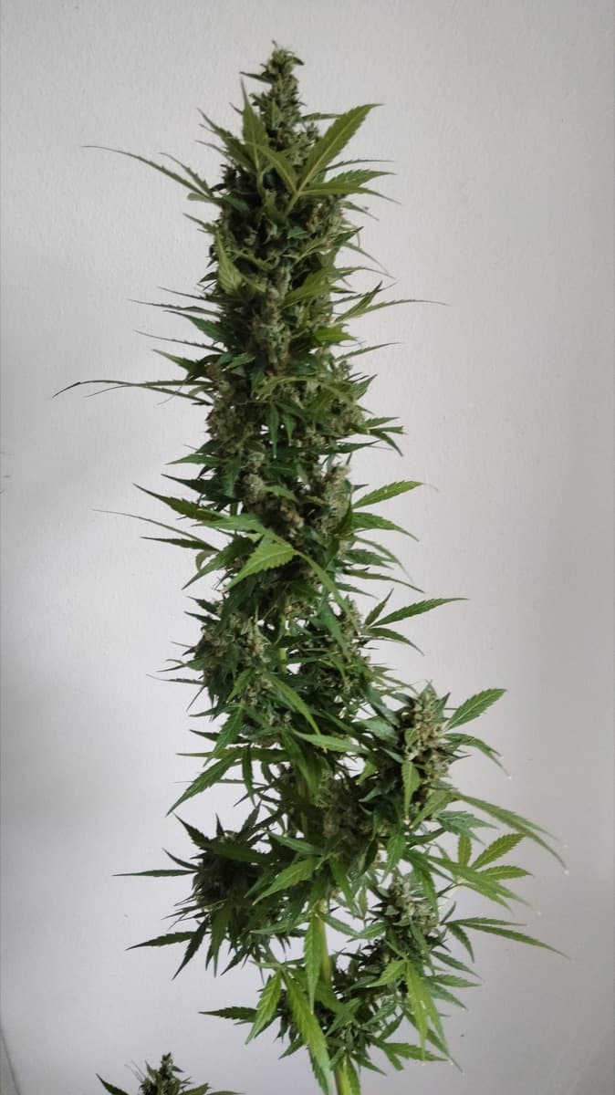 Auto Skywalker Haze
