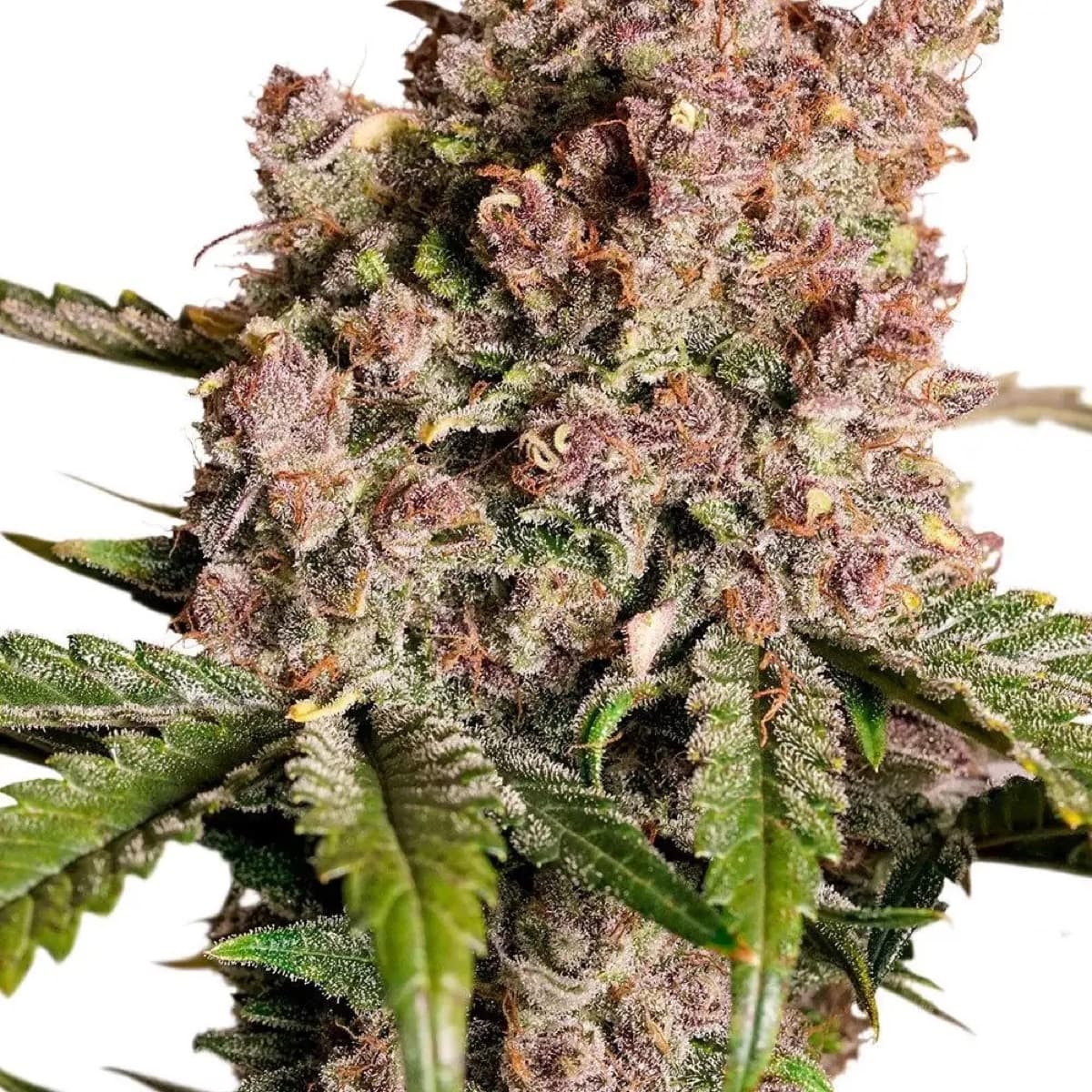 Auto Strawberry Soda