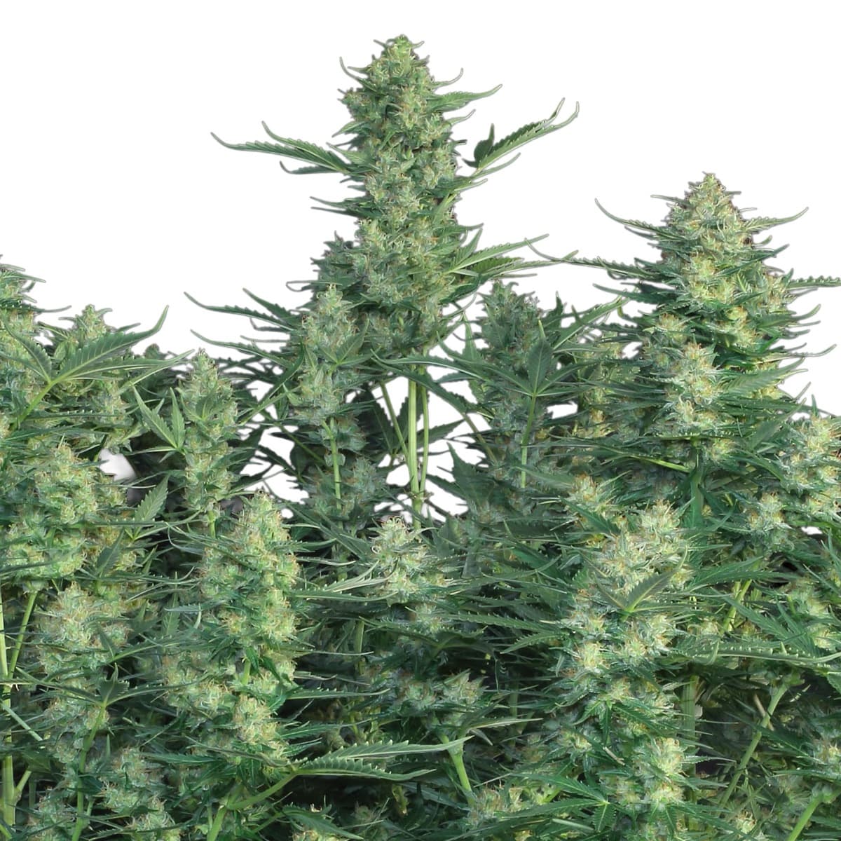 Auto White Russian