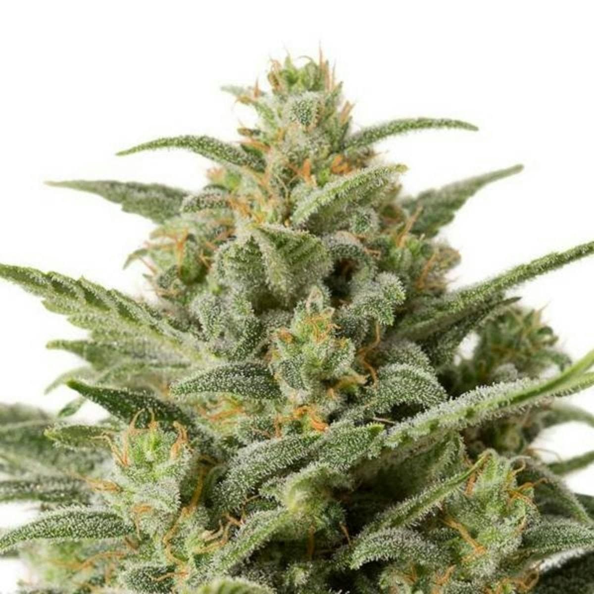 Auto White Widow