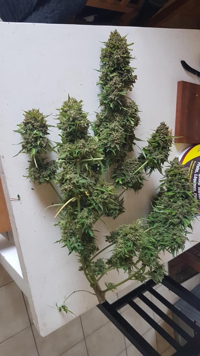 Banana Kush Cake