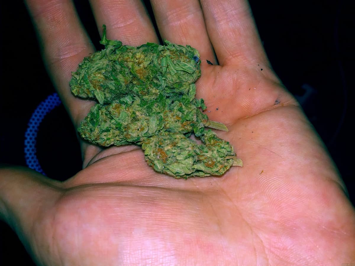 Banana Kush Feminized Seeds by White Label