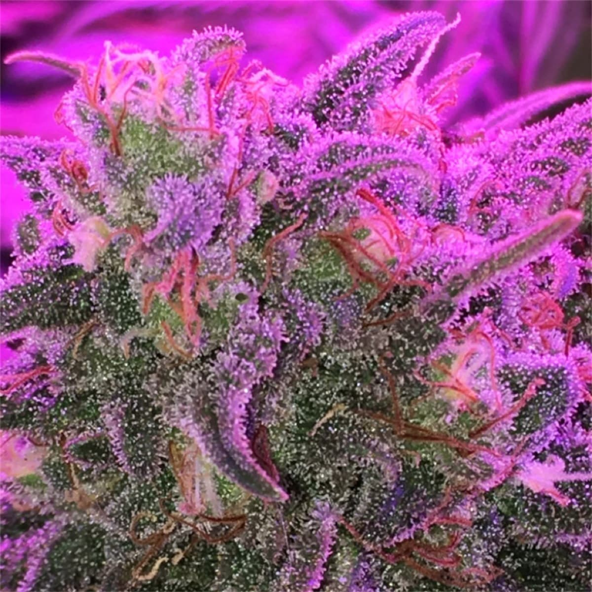 Banana Kush
