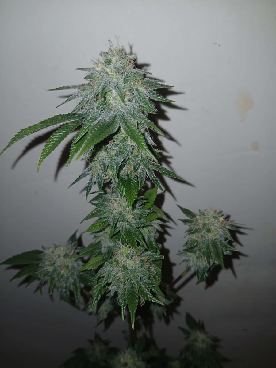 Black Cherry Reserve