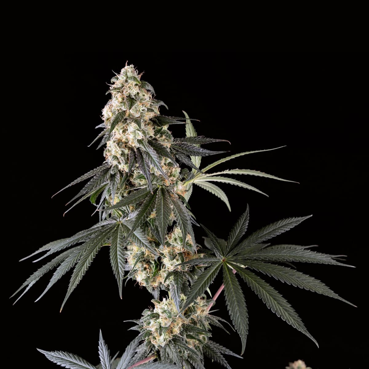 Blackberry Herer