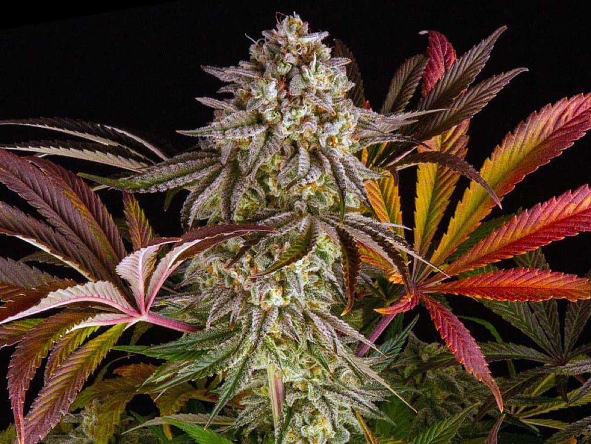 Blue Sunset Sherbert