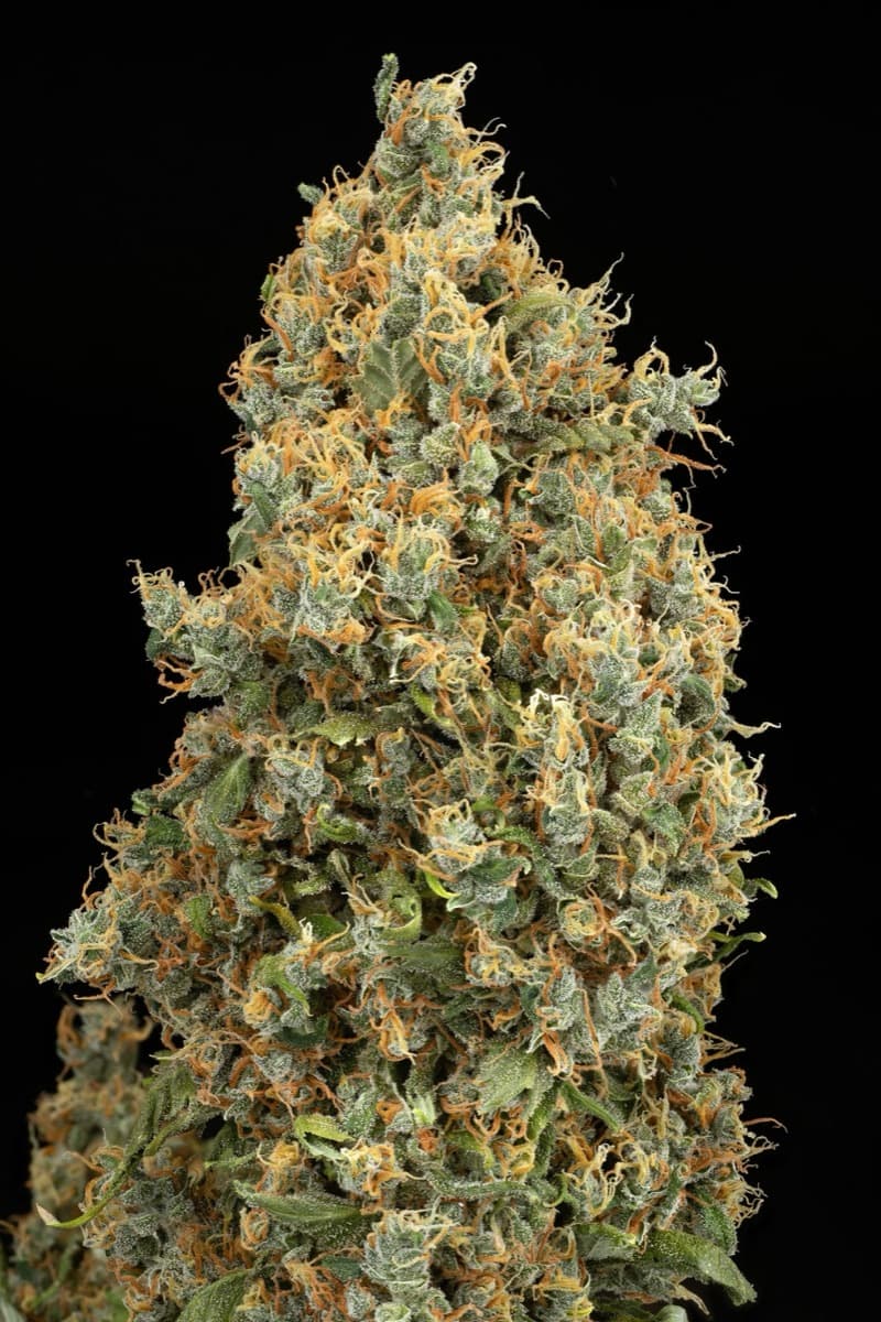 Blueberry Bubblegum