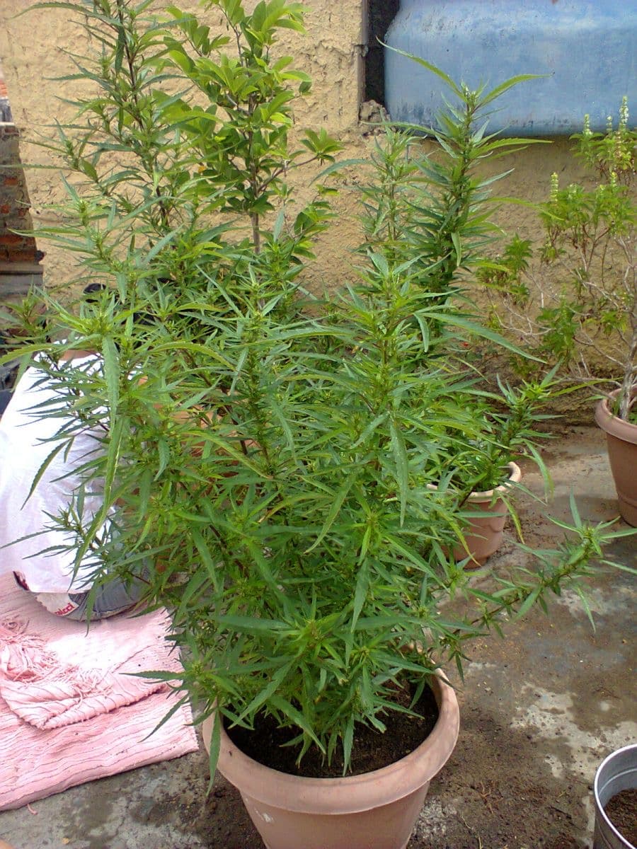 Brazilian Sativa