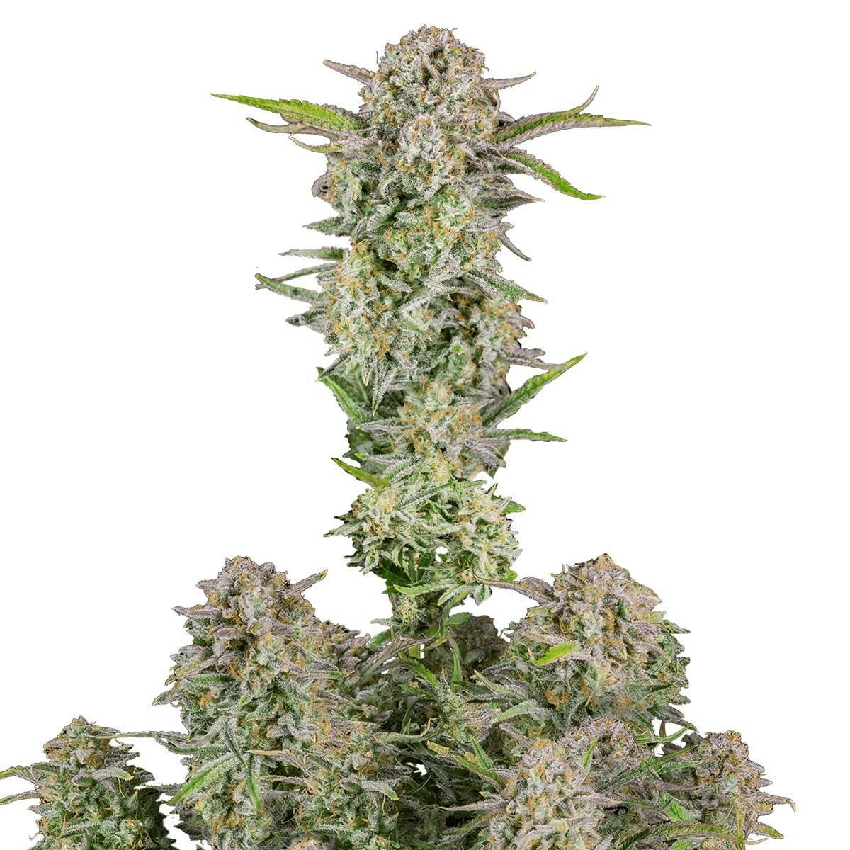 Bruce Banner Auto