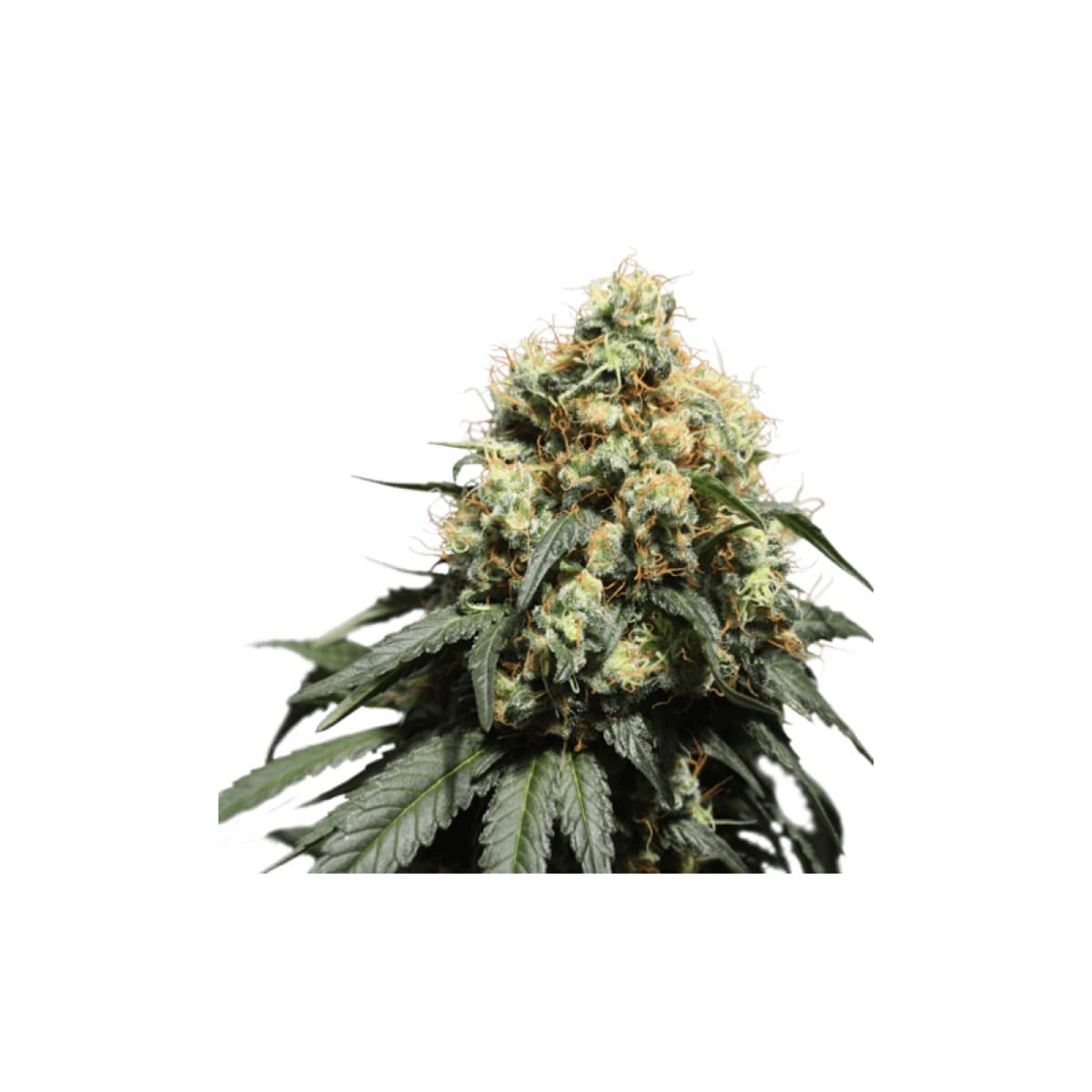Bruce Lemon Diesel