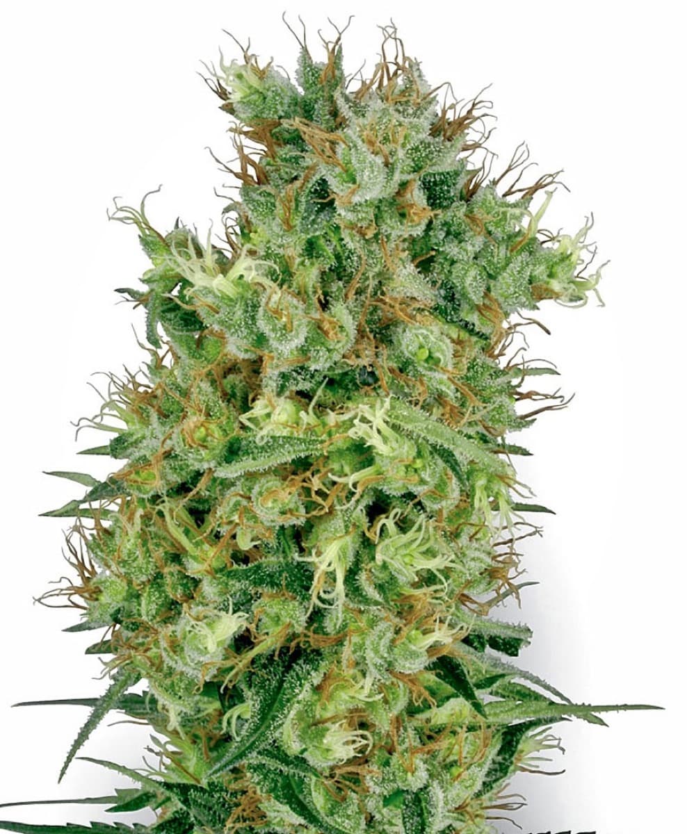 Cali Orange Bud Regular Seeds by White Label