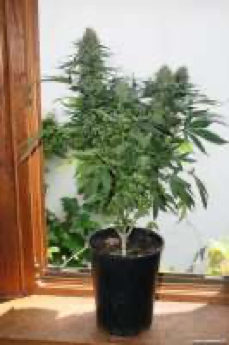 California Indica