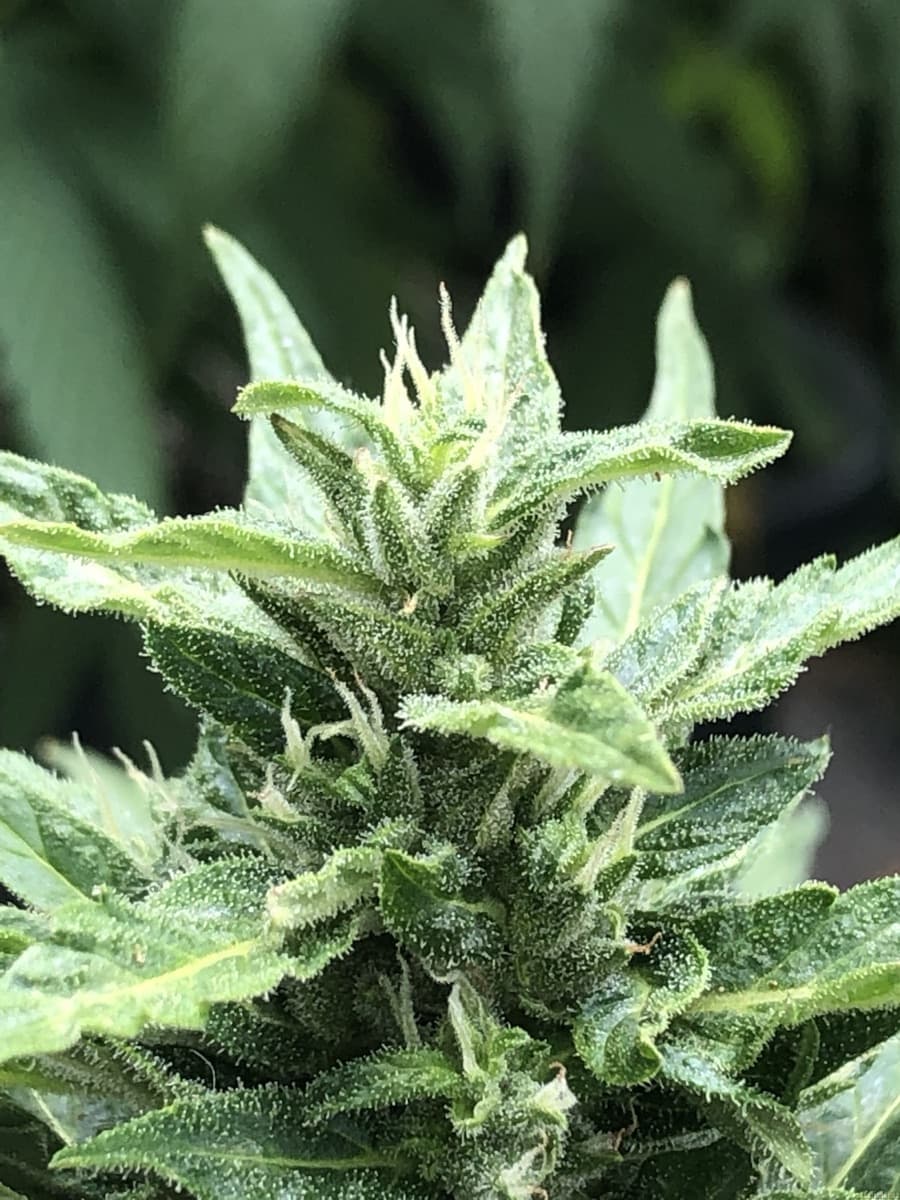 CBD Auto Charlotte’s Angel
