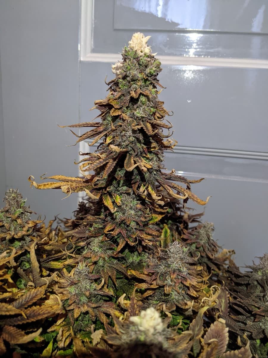 CBD Charlotte’s Angel