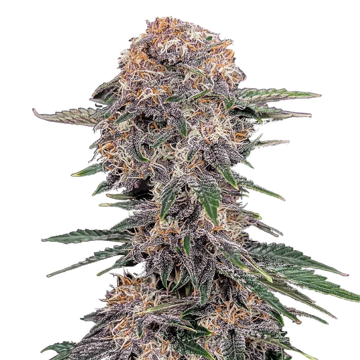 Cherry Cola Auto