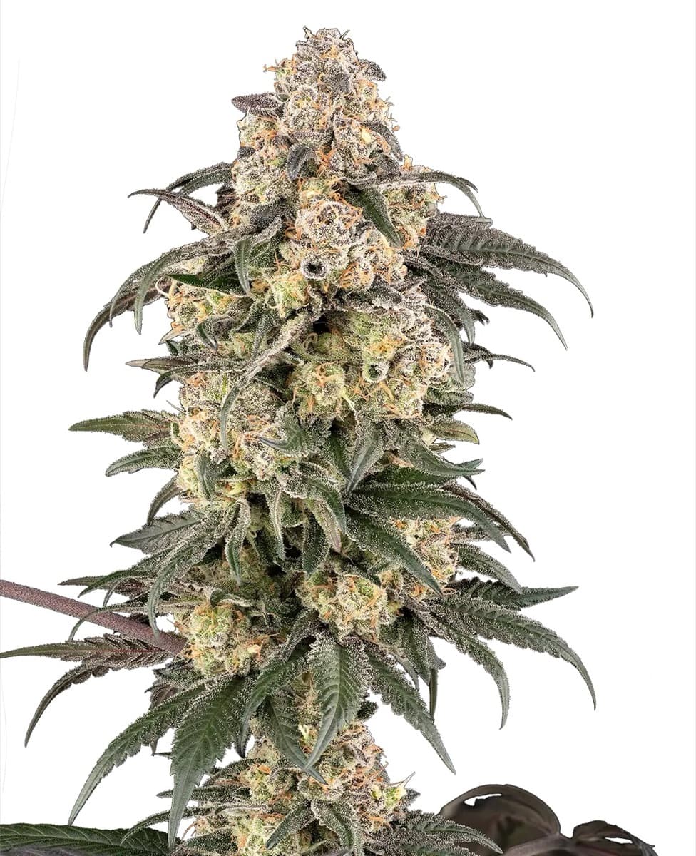 Chocolate Bananza