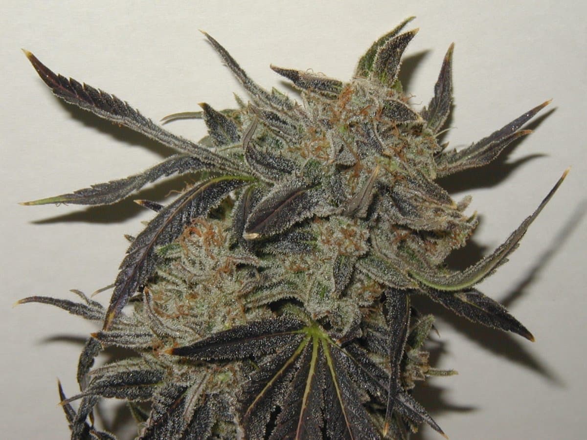Chocolate Diesel