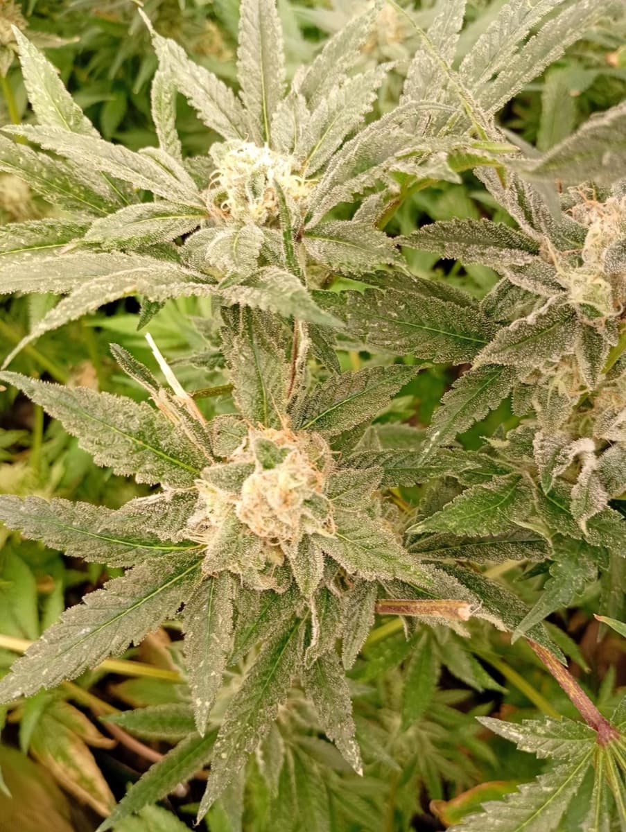 Cosmic Cheddar F1