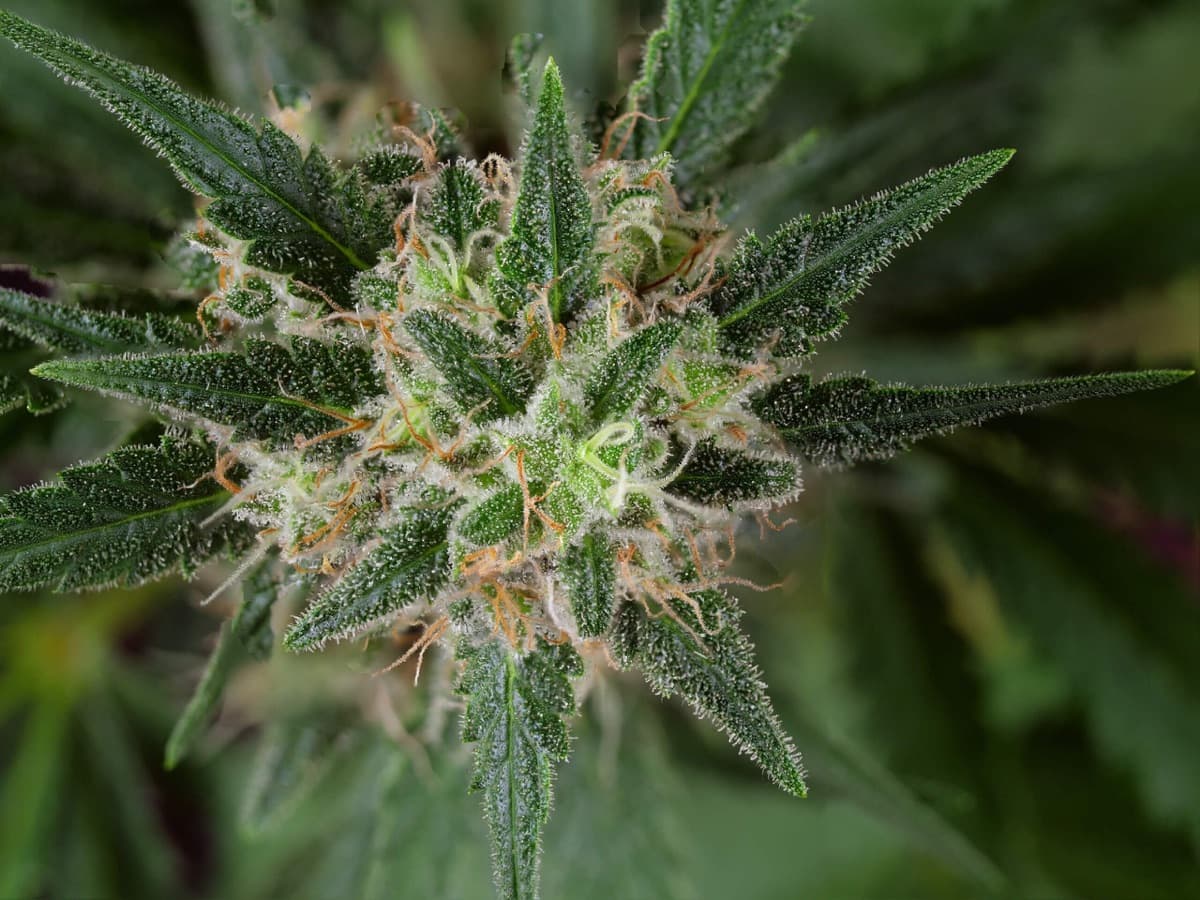 Double Banana Kush Feminized Seeds by White Label