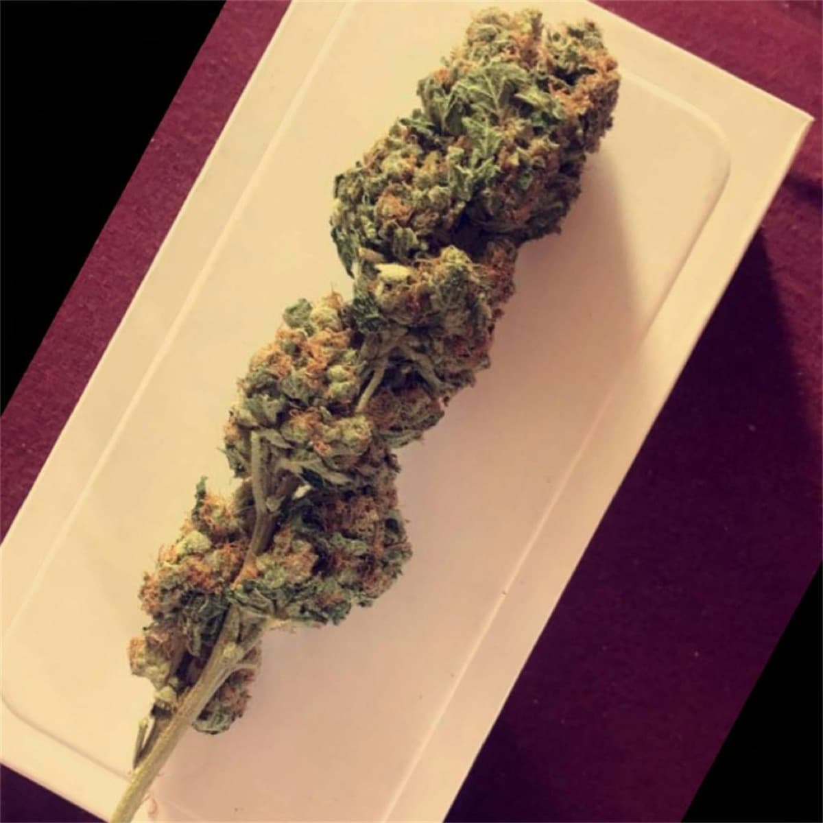 Ed Rosenthal Super Bud