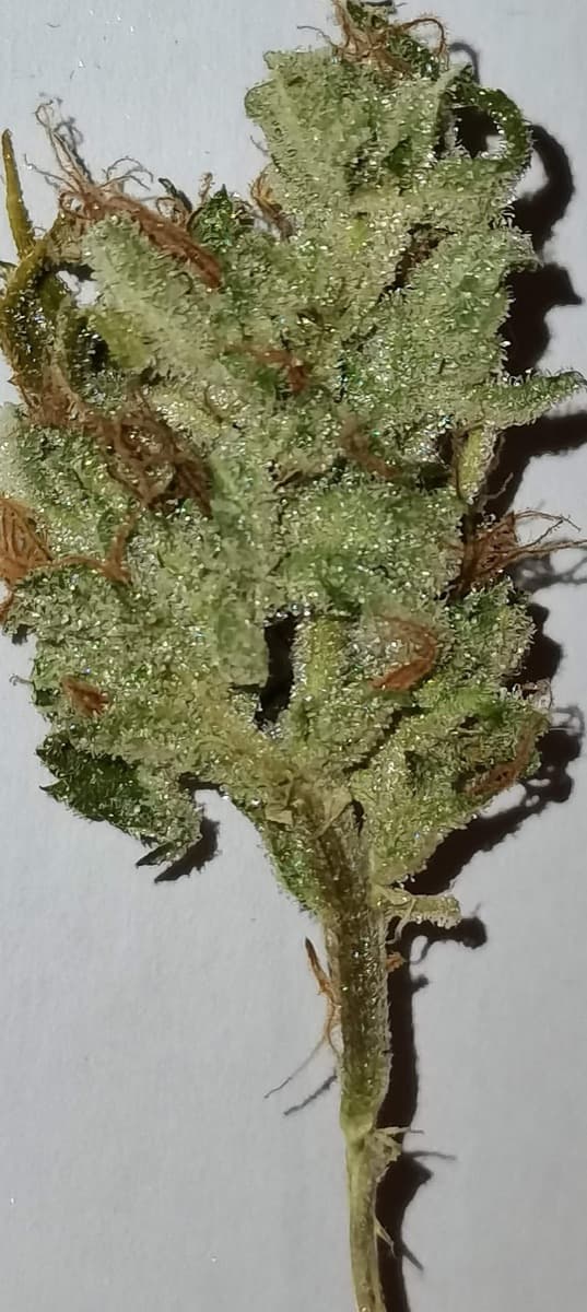 Fat Pete's Cookies Auto