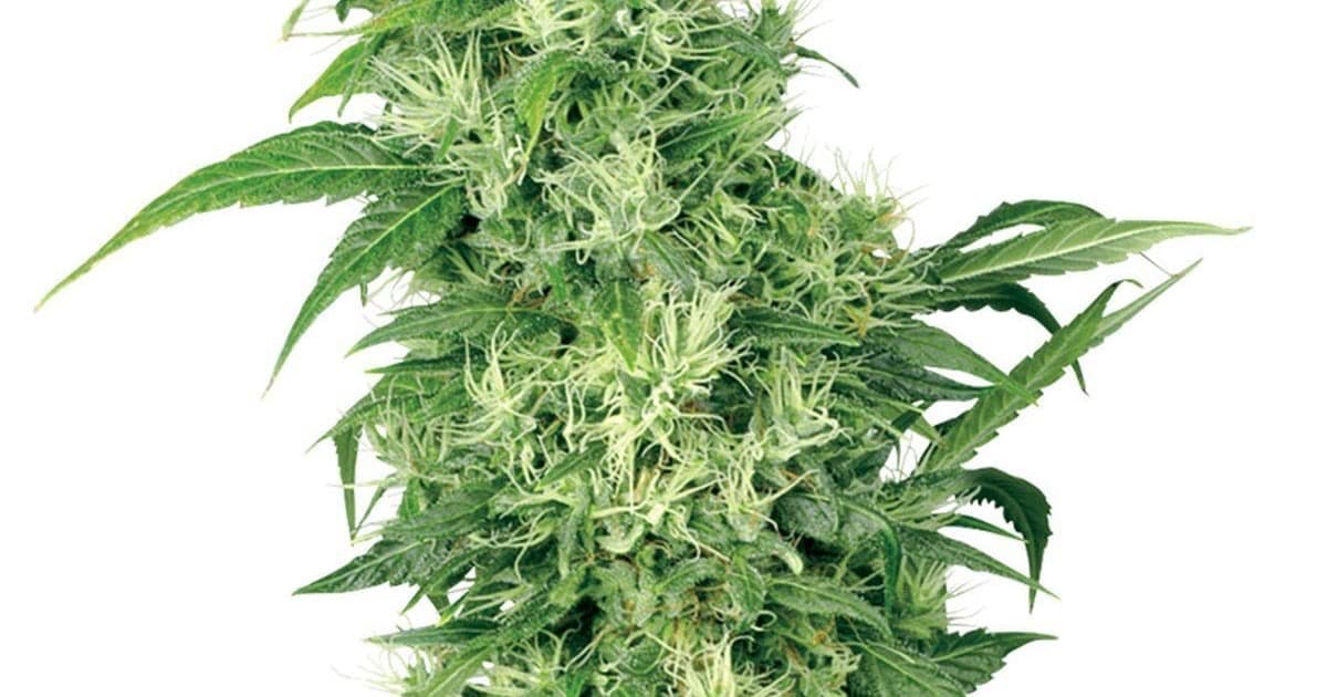 Female Mix Seeds by White Label