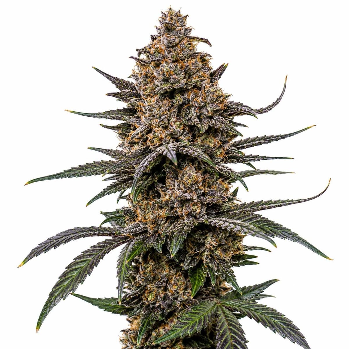 Forum Cut Cookies
