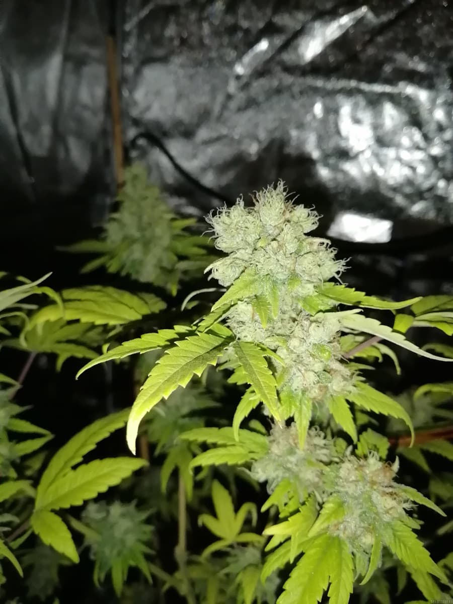 Freddy's Best (haze)