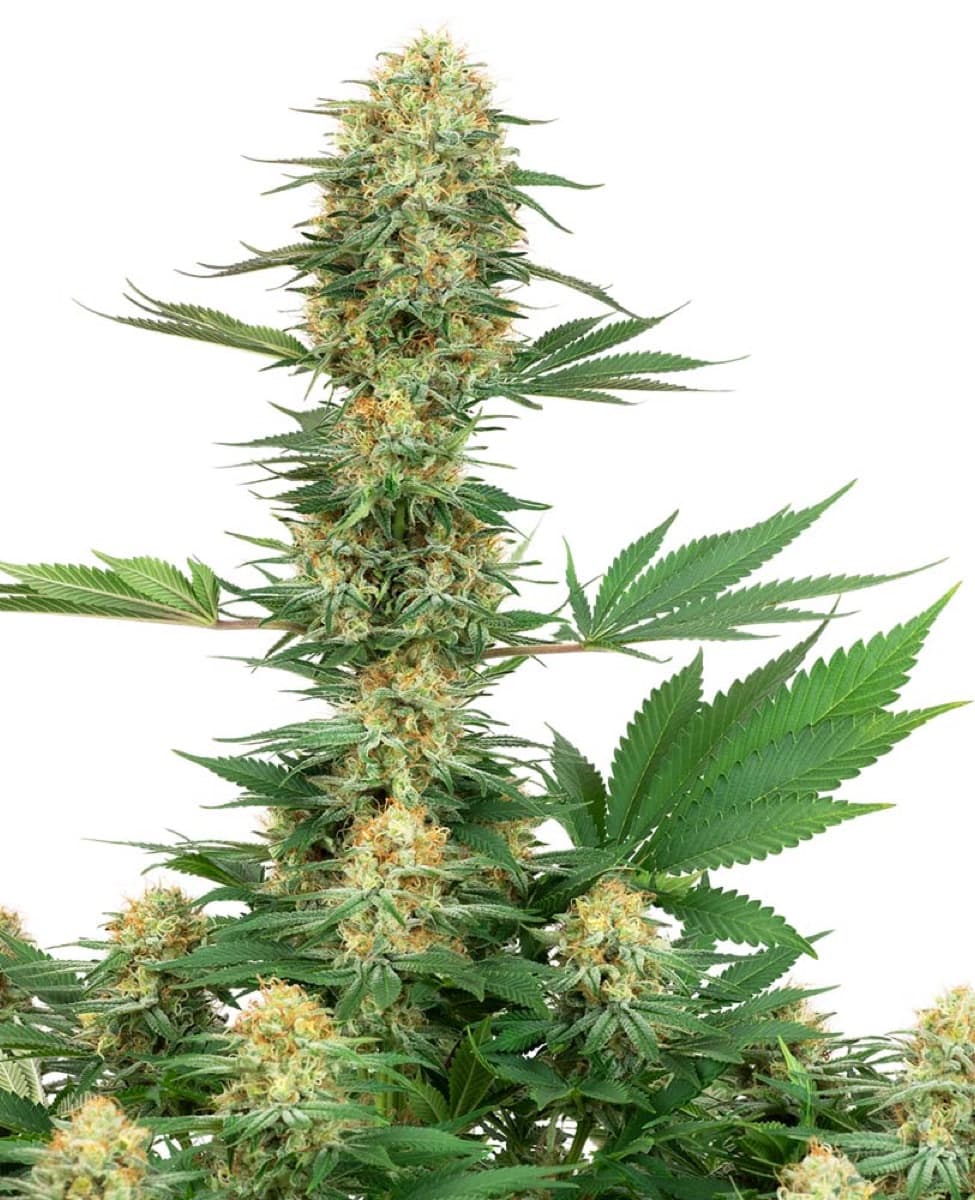 Gelato #420 Feminized Seeds by White Label