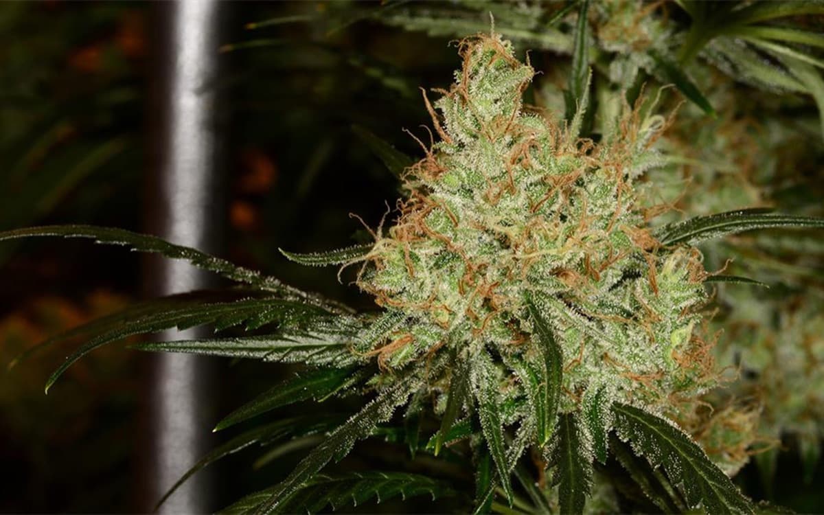 Ghost Train Haze