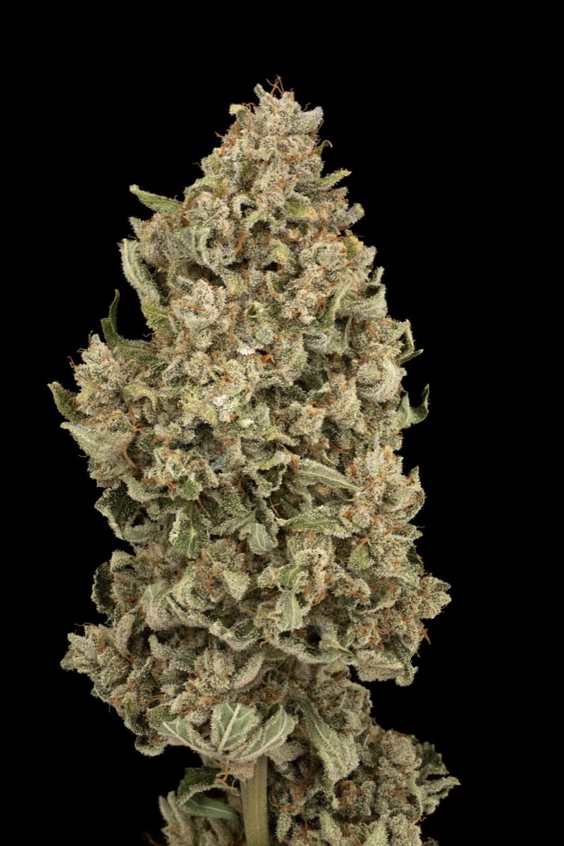 Ghostbuzzters OG