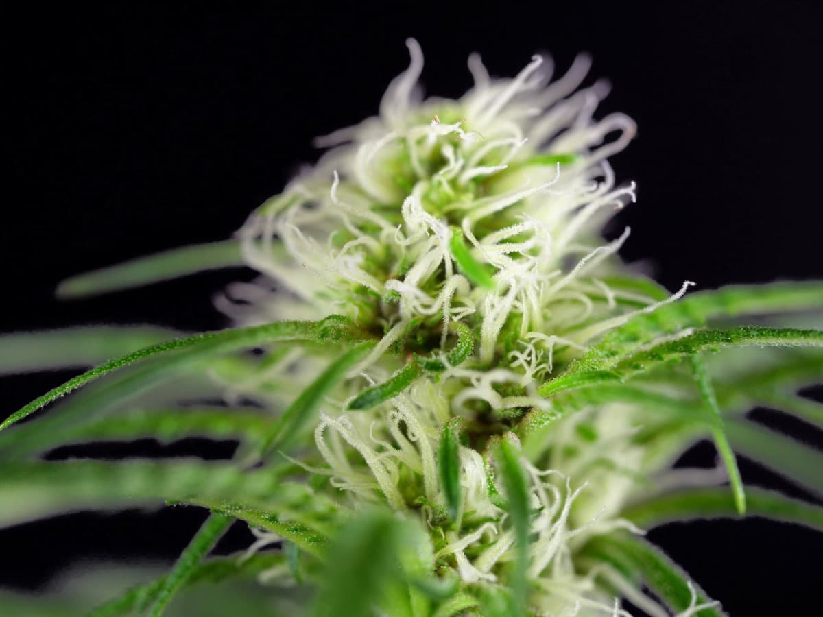 Girl Scout Cookies Feminized Seeds by White Label