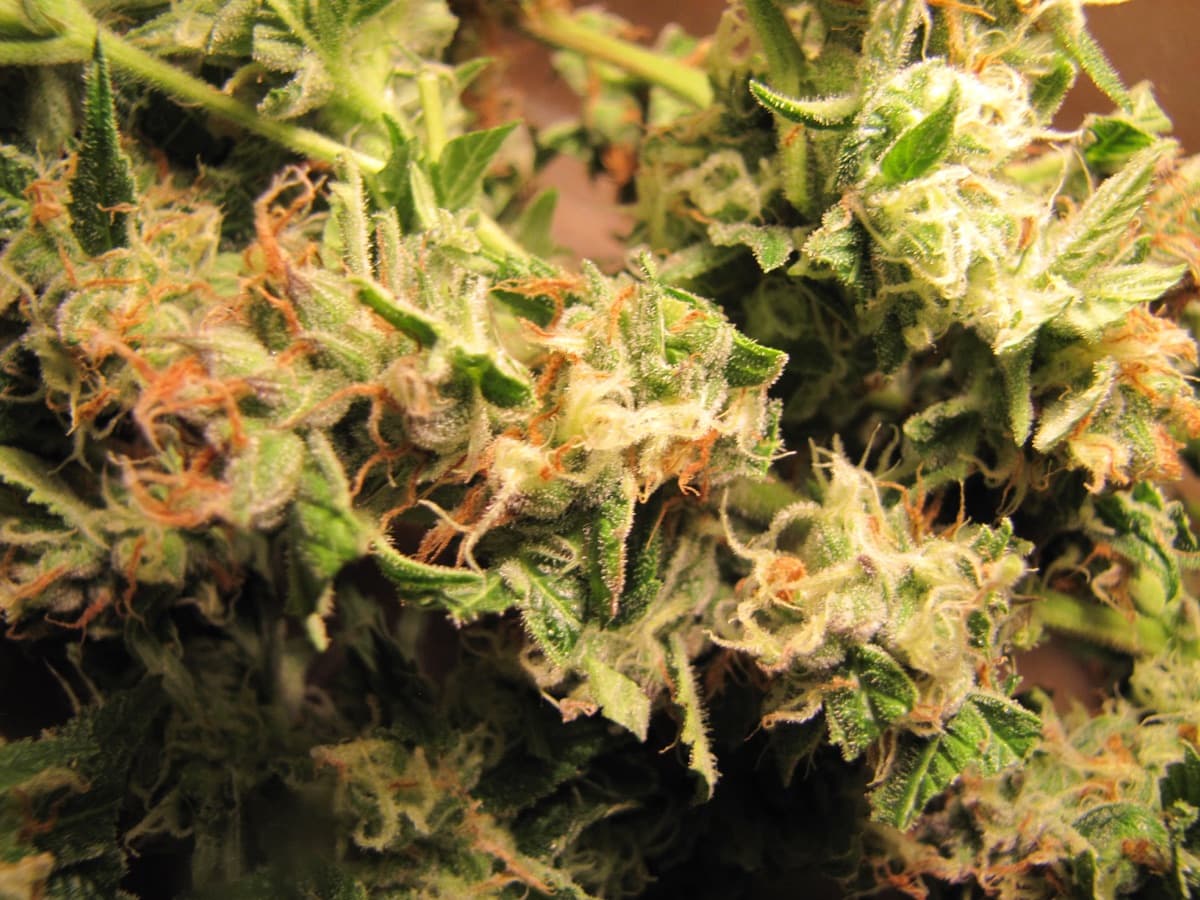 Golden Apple Haze