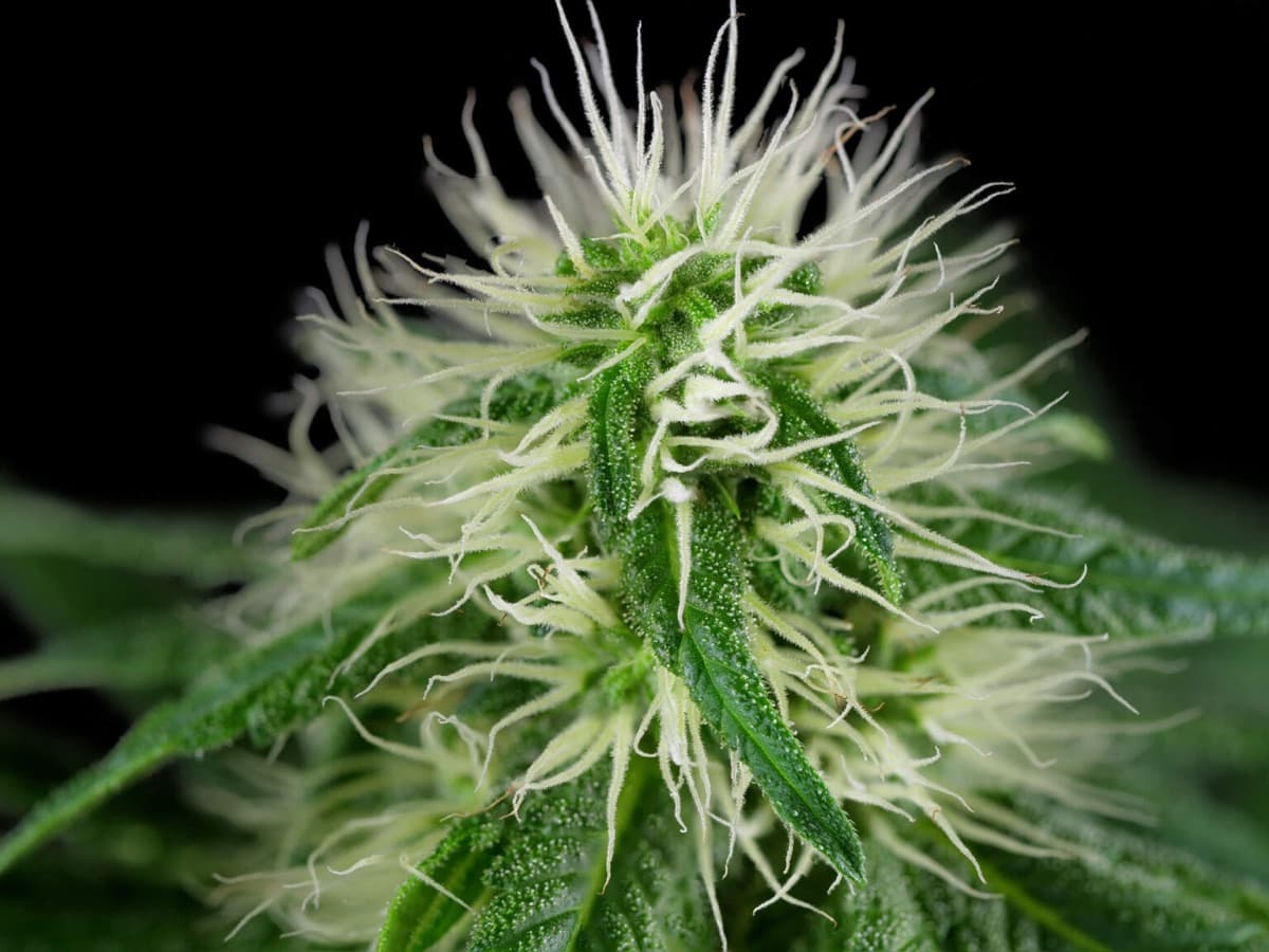 Guava Jelly Feminized Seeds by White Label