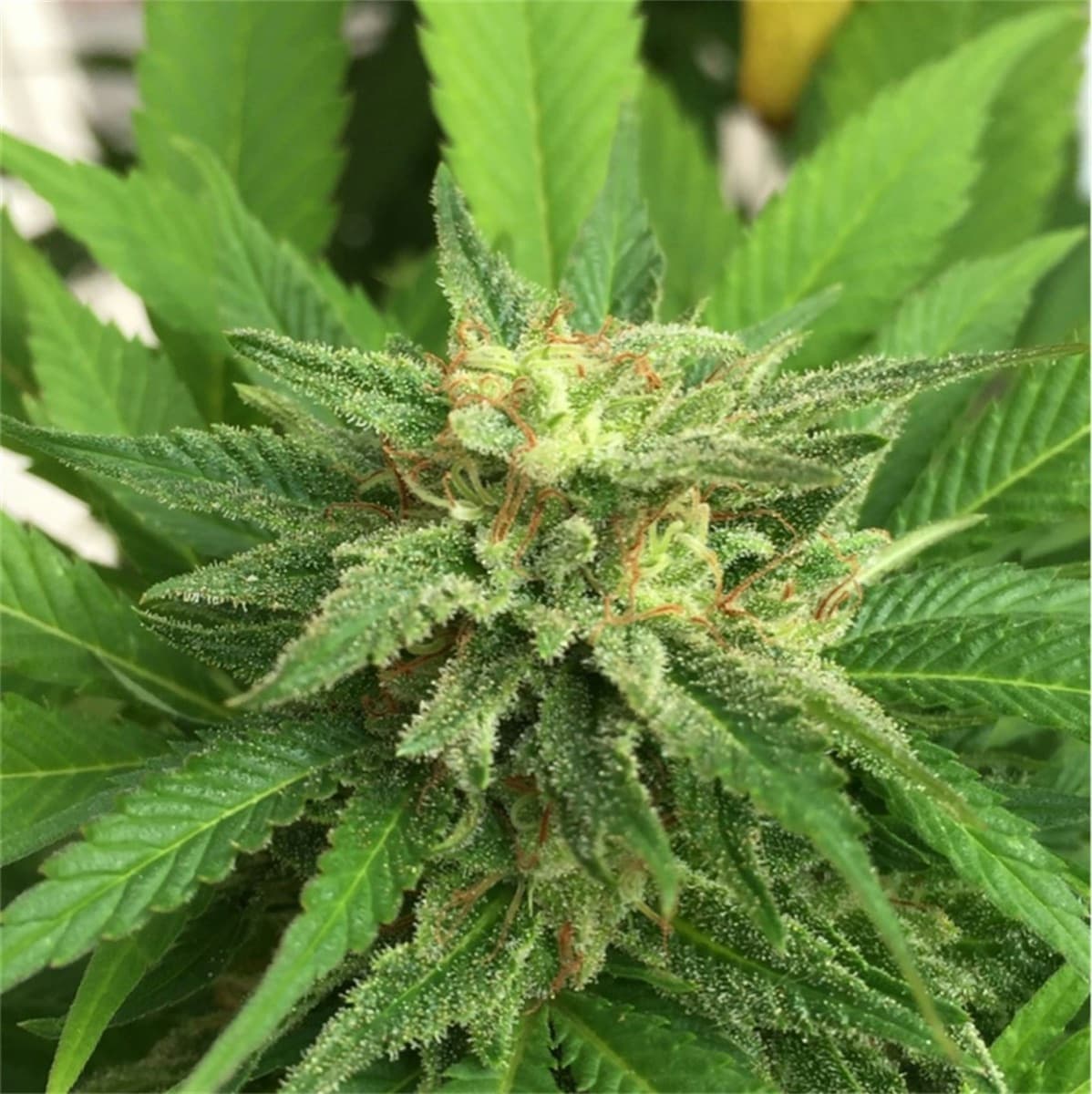 Holland’s Hope Regular Seeds by White Label
