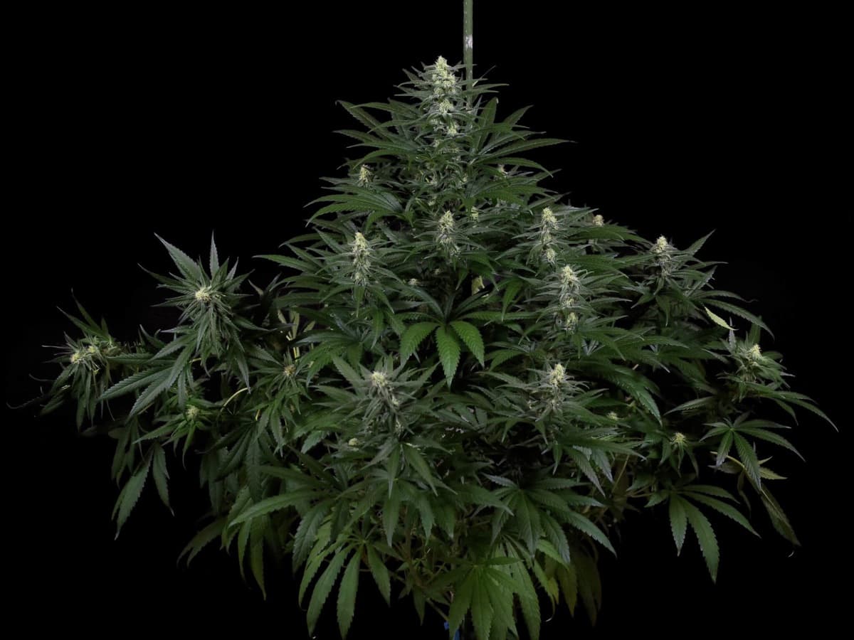 Honey Melon Kush