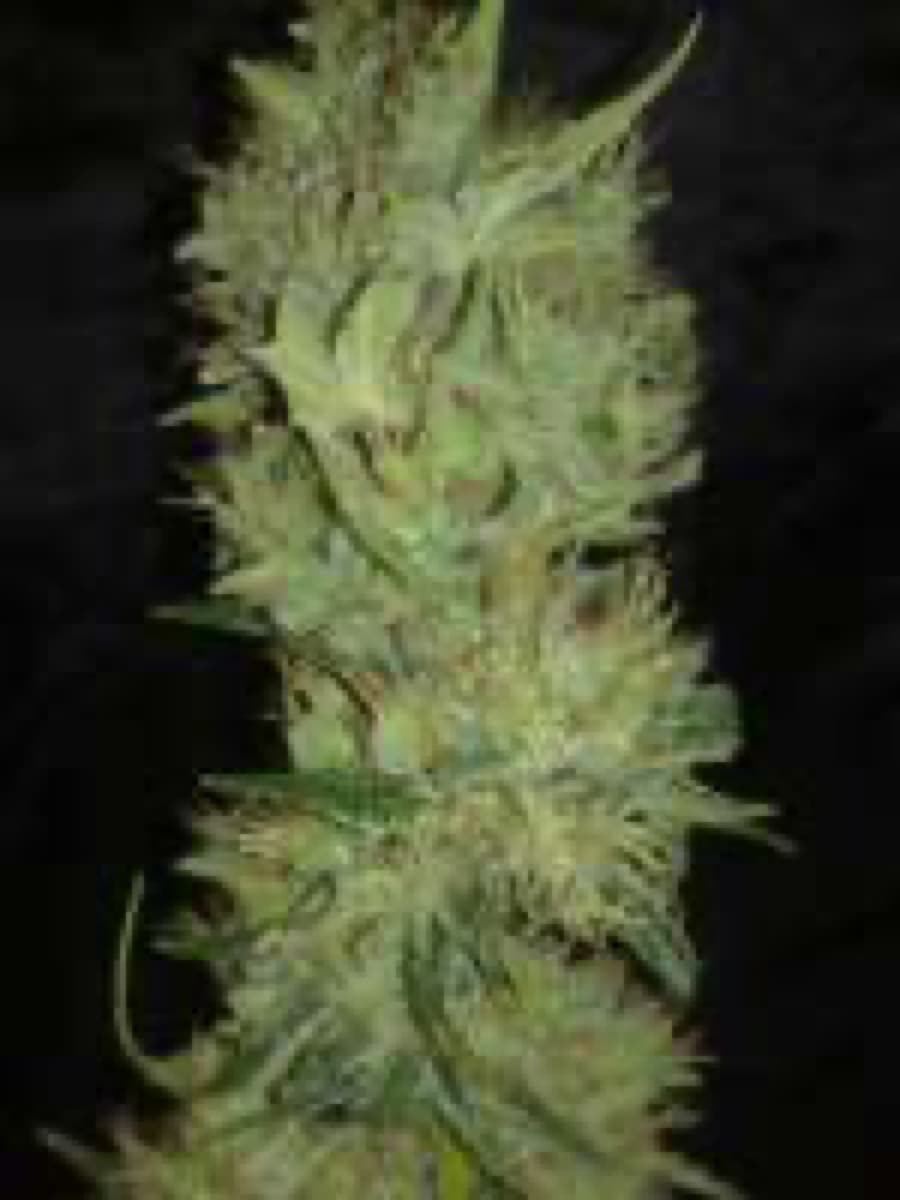 Jack Herer® Regular Seeds by White Label