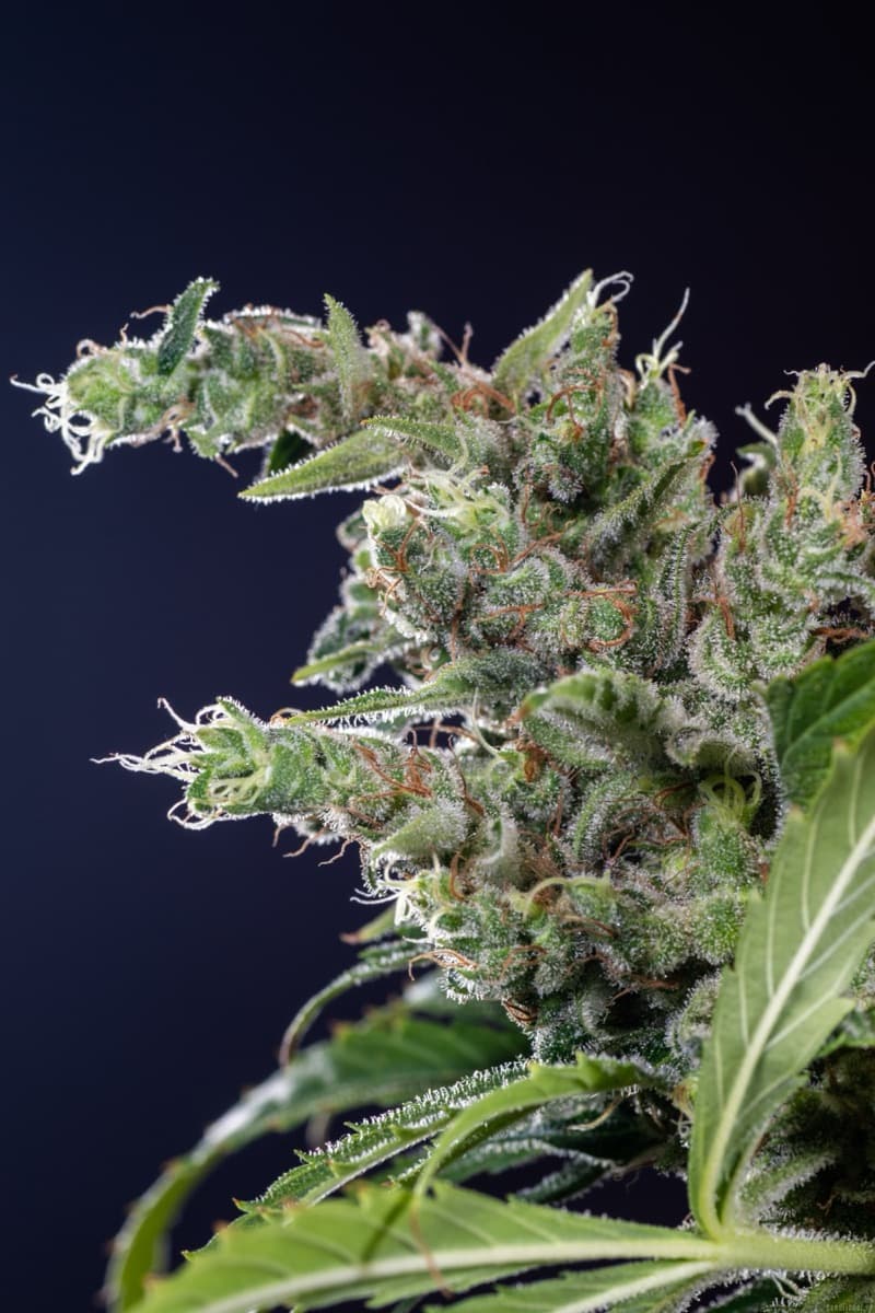 Lemon Skunk