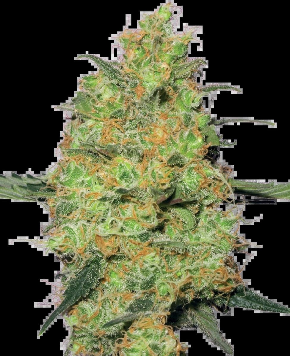 Master Kush Feminized Seeds by White Label