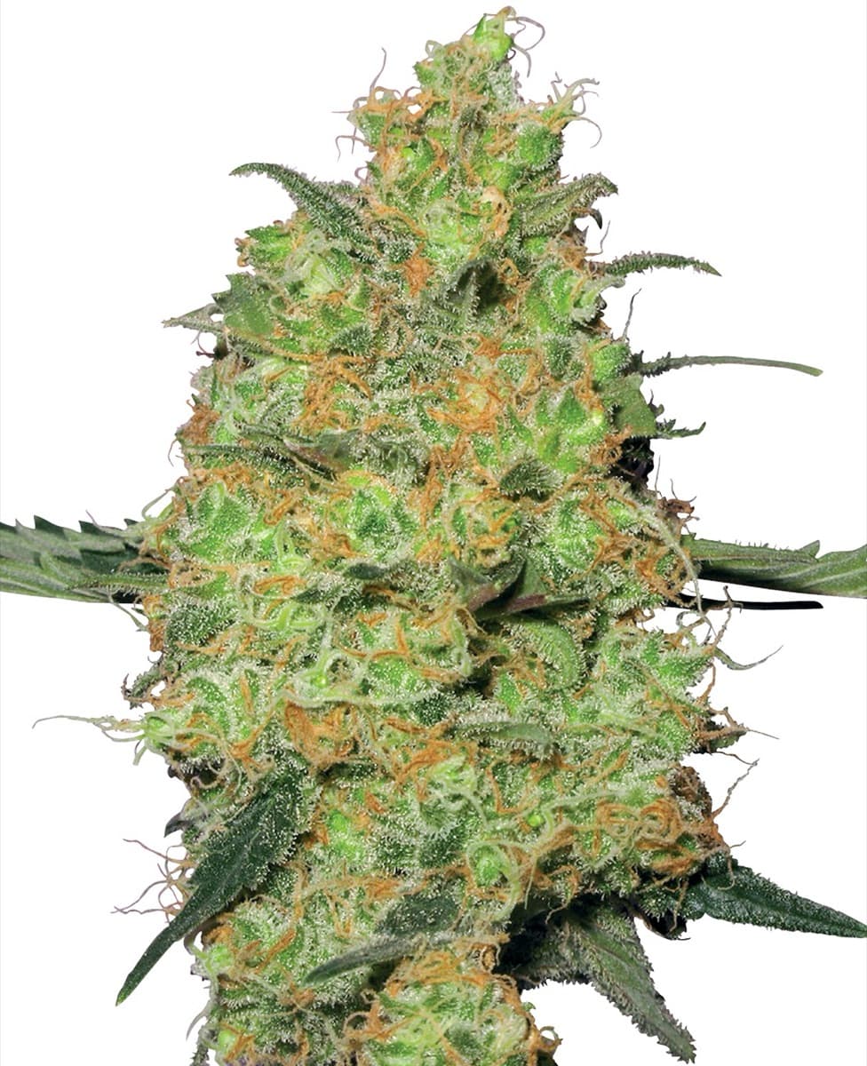 Master Kush Regular Seeds by White Label