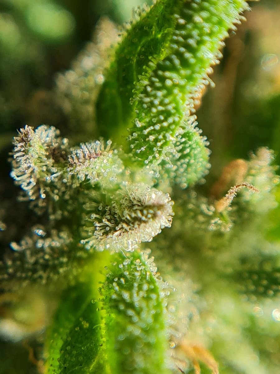 Mimosa Sunrise XXL