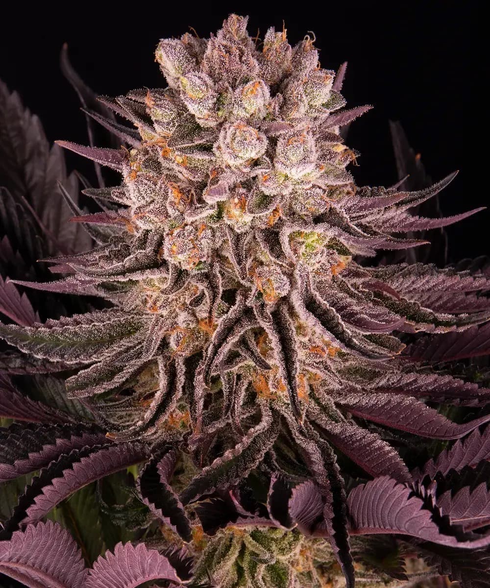 Mimosa x Orange Punch