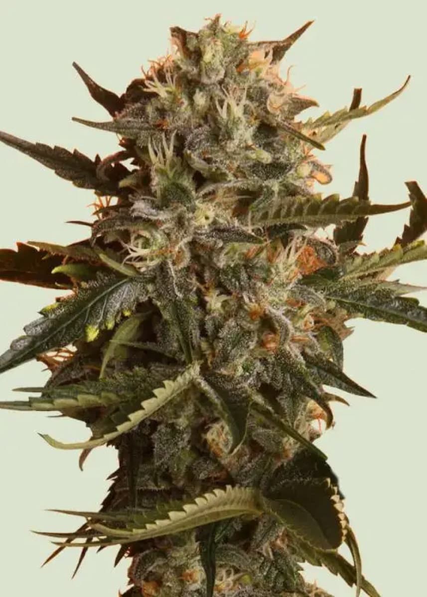 Mother Gorilla (Formerly Royal Madre)