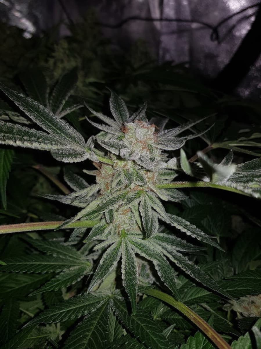 Nicole Hindu Kush Feminized Seeds by White Label