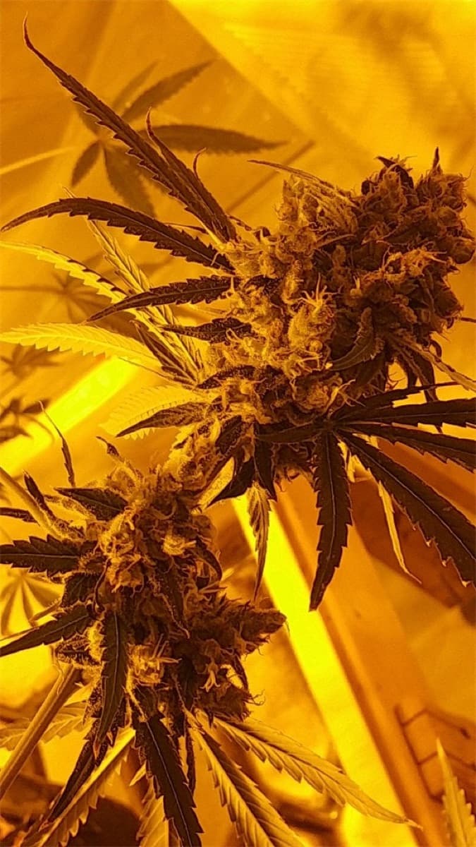 Northern Lights #5 x Haze