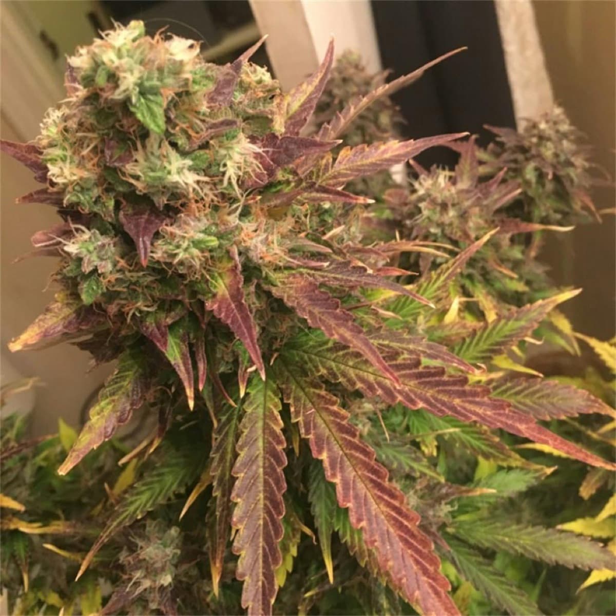 Northern Lights #5