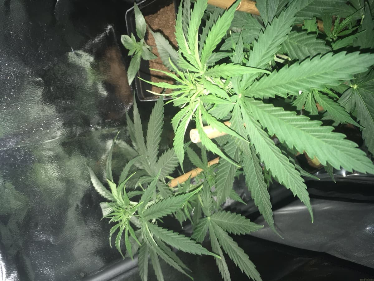 Northern Lights Automatic Seeds by White Label