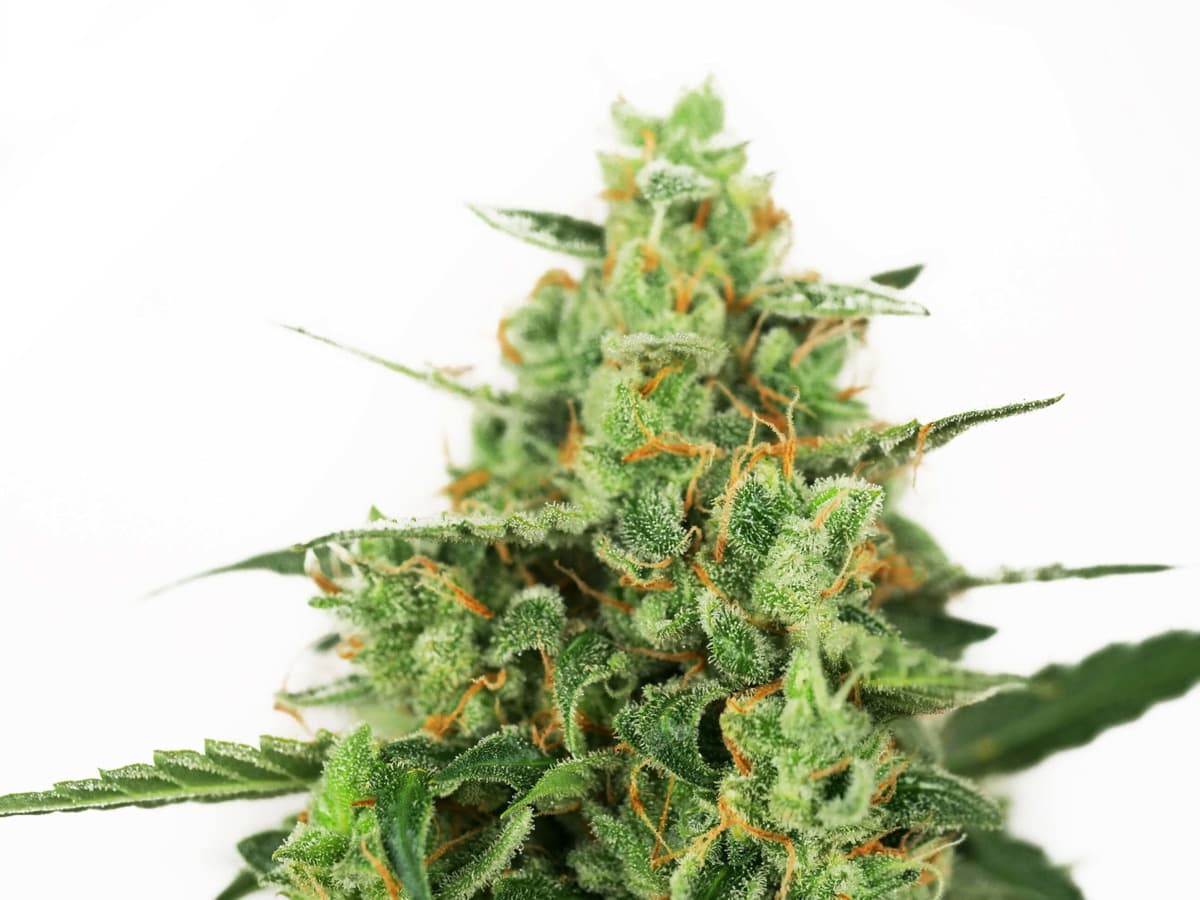 OG Kush Automatic Seeds by White Label